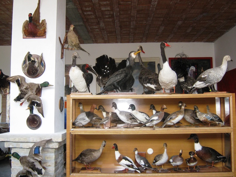 Podlokanj IMG_6564.jpg