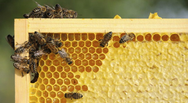 Пријава стања на пчелињацима у априлу