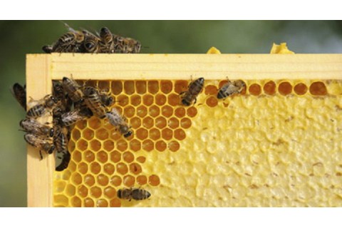 Пријава стања на пчелињацима у априлу