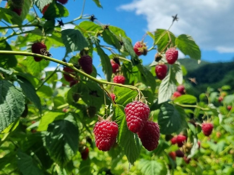 Maline 3 - Foto_Eko straza.jpeg