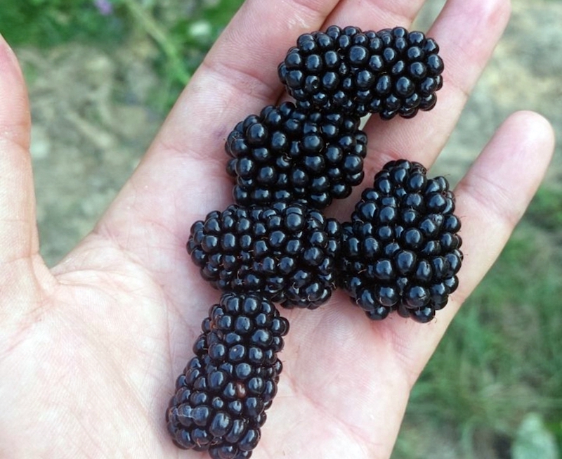 Kupine - Foto_Eko straza.jpeg