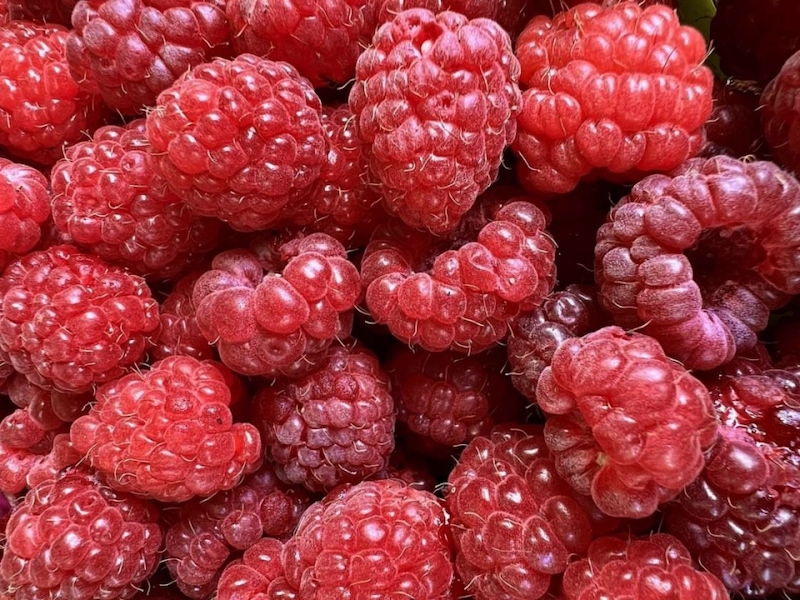 Maline - Foto_Eko straza.jpeg