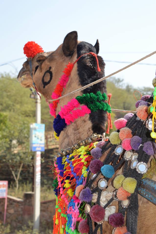 Преживећу - авантуре с ходочашћа у Индији
