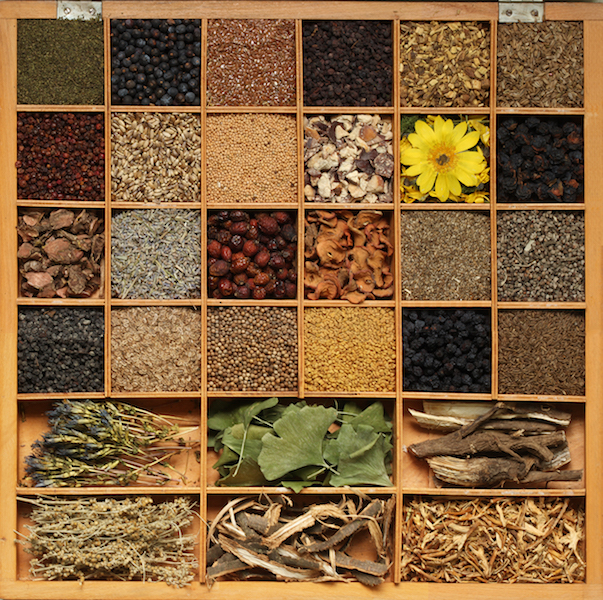 САНУ: Изложба „Моћ биља”