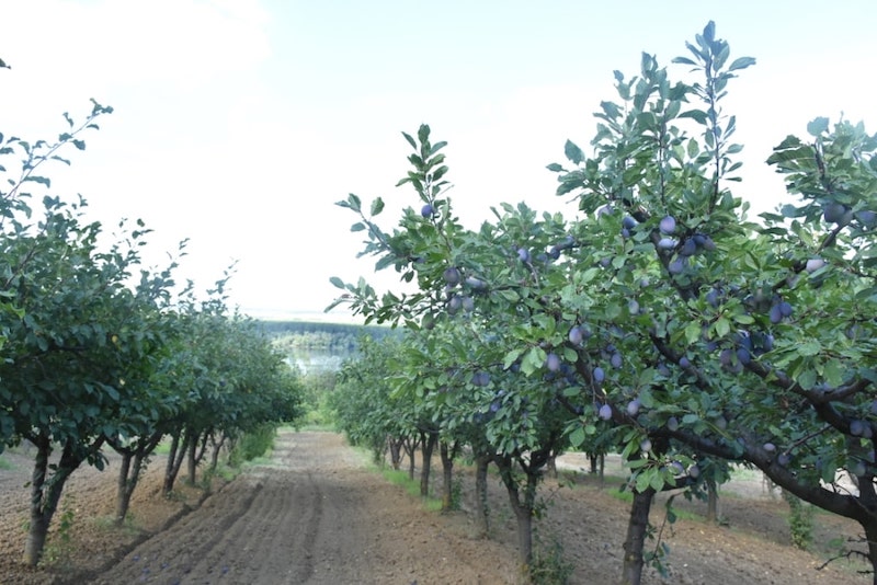 Гроцка: Српска Калифорнија - савршени услови за узгој воћа
